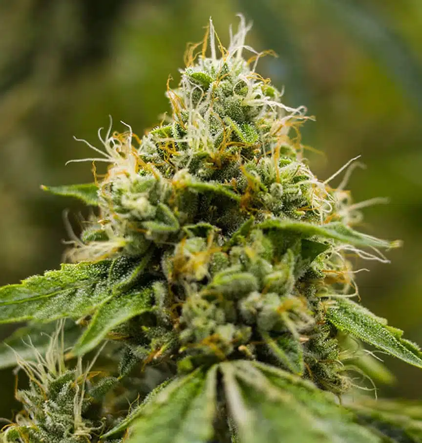 California Love Feminized Cannabis Seeds | California Love Strain | The Seed Fair