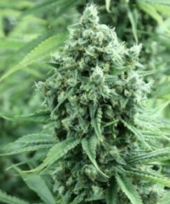 Casey Jones Feminized Cannabis Seeds | Casey Jones Strain | The Seed Fair