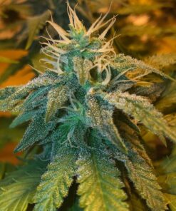 Champagne Kush Feminized Cannabis Seeds | Champagne Kush Strain | The Seed Fair