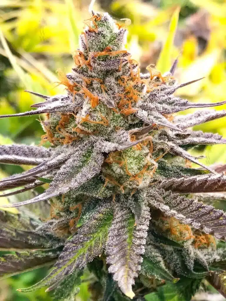 Cheese Quake Feminized Cannabis Seeds | Cheese Quake Strain | The Seed Fair