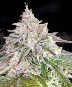 Chem Crush Feminized Cannabis Seeds | Chem Crush Strain | The Seed Fair