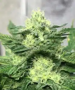 Chem Scout Feminized Cannabis Seeds | Chem Scout Strain | The Seed Fair