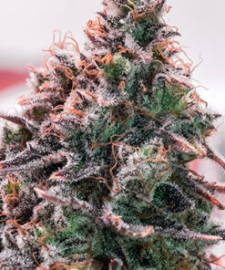 Cherries Jubilee Feminized Cannabis Seeds | Cherries Jubilee Strain | The Seed Fair
