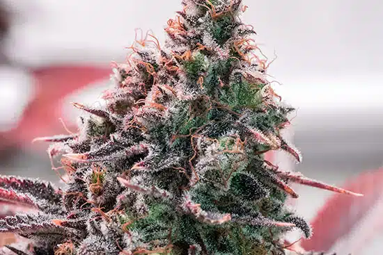 Cherries Jubilee Feminized Cannabis Seeds | Cherries Jubilee Strain | The Seed Fair