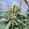 Chocolate Thai Feminized Cannabis Seeds | Chocolate Thai Strain | The Seed Fair