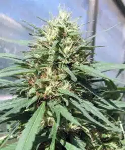 Chocolate Thai Feminized Cannabis Seeds | Chocolate Thai Strain | The Seed Fair