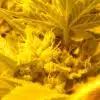 Colombian Gold Feminized Cannabis Seeds | Colombian Gold Strain | The Seed Fair