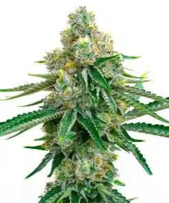 Colorado Bubba Feminized Cannabis Seeds | Colorado Bubba Strain | The Seed Fair