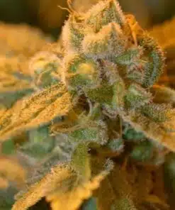 Confidential Cheese Feminized Cannabis Seeds | Confidential Cheese | The Seed Fair