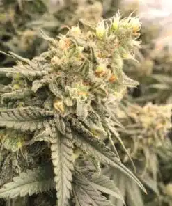 Conspiracy Kush Feminized Cannabis Seeds | Conspiracy Kush Strain | The Seed Fair