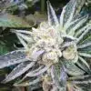Cookie Jar Feminized Cannabis Seeds | Cookie Jar Strain | The Seed Fair