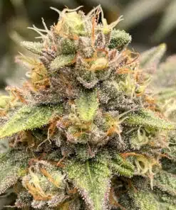 Copper Kush Feminized Cannabis Seeds | Copper Kush Strain | The Seed Fair