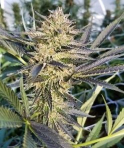 Critical Plus Feminized Cannabis Seeds | Critical Plus Strain | The Seed Fair