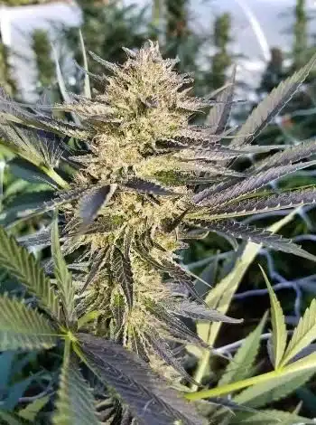 Critical Plus Feminized Cannabis Seeds | Critical Plus Strain | The Seed Fair