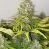 Critical Skunk Feminized Cannabis Seeds | Critical Skunk Strain | The Seed Fair