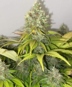 Critical Skunk Feminized Cannabis Seeds | Critical Skunk Strain | The Seed Fair