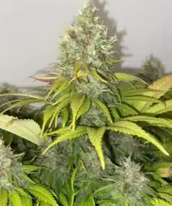 Critical Skunk Feminized Cannabis Seeds | Critical Skunk Strain | The Seed Fair