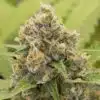 Dank Schrader Feminized Cannabis Seeds | Dank Schrader Strain | The Seed Fair