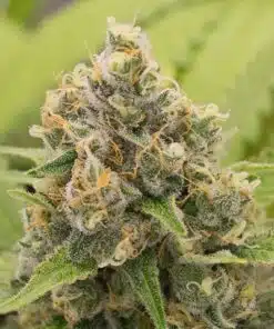 Dank Schrader Feminized Cannabis Seeds | Dank Schrader Strain | The Seed Fair