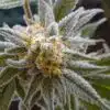 Danky Doodle Feminized Cannabis Seeds | Danky Doodle Strain | The Seed Fair