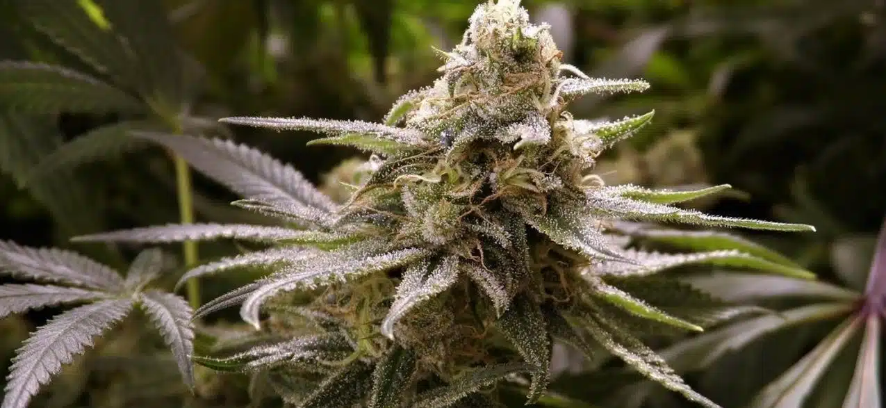 Deadhead OG Feminized Cannabis Seeds | Deadhead OG Strain | The Seed Fair