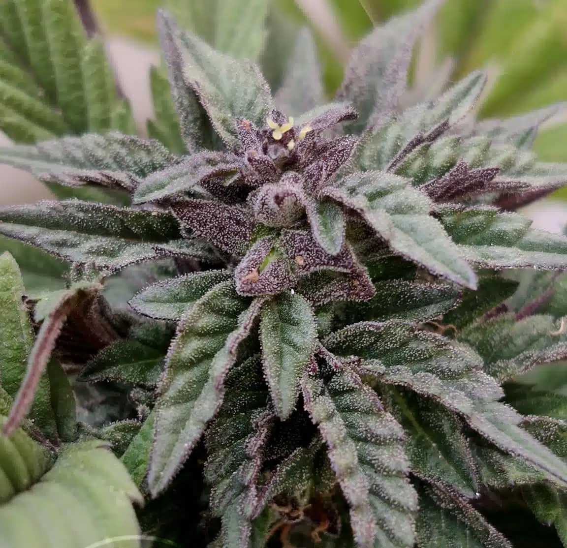 Deep Chunk Feminized Cannabis Seeds | Deep Chunk Strain | The Seed Fair