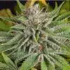 Diamond Valley Kush Feminized Cannabis Seeds | Diamond Valley Strain | The Seed Fair