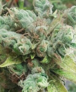 Dorit Feminized Cannabis Seeds | Dorit Strain | The Seed Fair