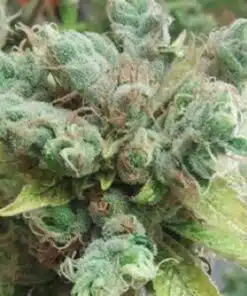 Dorit Feminized Cannabis Seeds | Dorit Strain | The Seed Fair