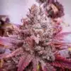 Double Purple Doja Feminized Cannabis Seeds | Double Purple Doja | The Seed Fair