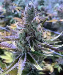 Dr. Funk Feminized Cannabis Seeds | Dr. Funk Strain | The Seed Fair