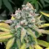 Dream Police Feminized Cannabis Seeds | Dream Police Strain | The Seed Fair