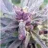 Blueberry Yum Yum Feminized Cannabis Seeds | Blueberry Yum Strain | The Seed Fair