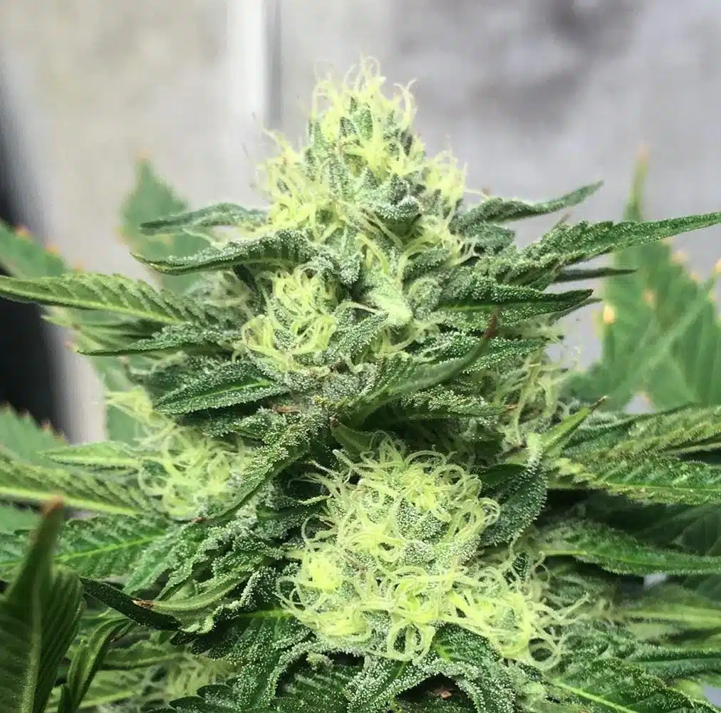 Chem Scout Feminized Cannabis Seeds | Chem Scout Strain | The Seed Fair