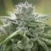 Growers Choice Feminized Cannabis Seeds | Growers Choice Strain | The Seed Fair