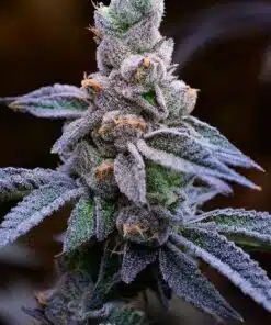 Mimosa Feminized Cannabis Seeds | Mimosa Strain | The Seed Fair