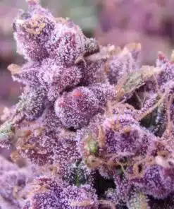 Buckeye Purple Feminized Cannabis Seeds | Buckeye Purple Strain | The Seed Fair