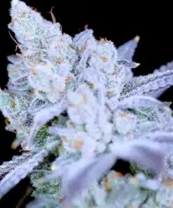 Modified Mints Feminized Cannabis Seeds | Modified Mints Strain | The Seed Fair