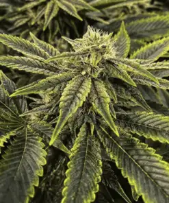 El Chapo OG Feminized Marijuana Seeds | El Chapo Strain | The Seed Fair