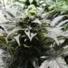 Kandahar Feminized Marijuana Seeds | Kandahar Feminized Strain | The Seed Fair