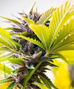 Kryptonite Feminized Marijuana Seeds | Kryptonite Feminized Strain | The Seed Fair