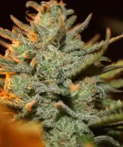 Morning Glory Feminized Marijuana Seeds | Morning Glory Strain | The Seed Fair