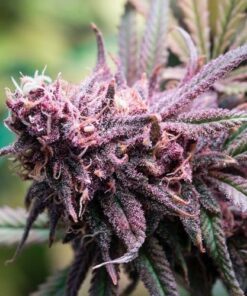 Purple Chemdawg Feminized Marijuana Seeds | Purple Chemdawg Strain | The Seed Fair