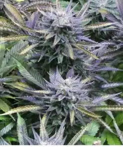 Purple Pantera Feminized Marijuana Seeds | Purple Pantera Strain | The Seed Fair