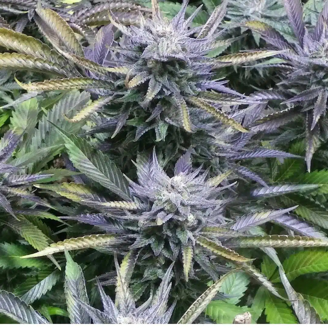 Purple Pantera Feminized Marijuana Seeds | Purple Pantera Strain | The Seed Fair