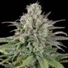 UK Cheese Feminized Marijuana Seeds | UK Cheese Strain | The Seed Fair