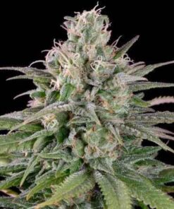 UK Cheese Feminized Marijuana Seeds | UK Cheese Strain | The Seed Fair