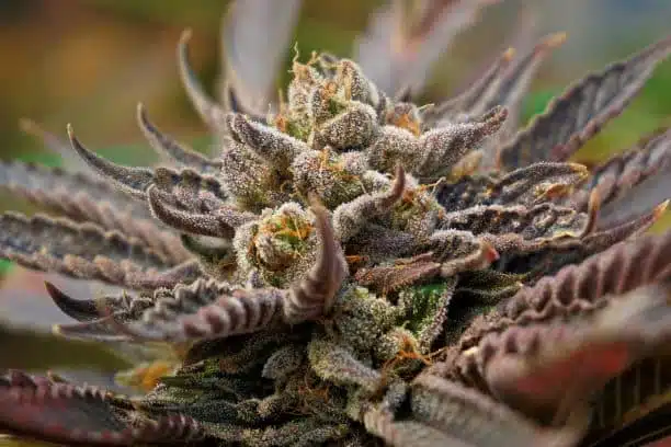 UW Feminized Marijuana Seeds | UW Feminized Strain | The Seed Fair