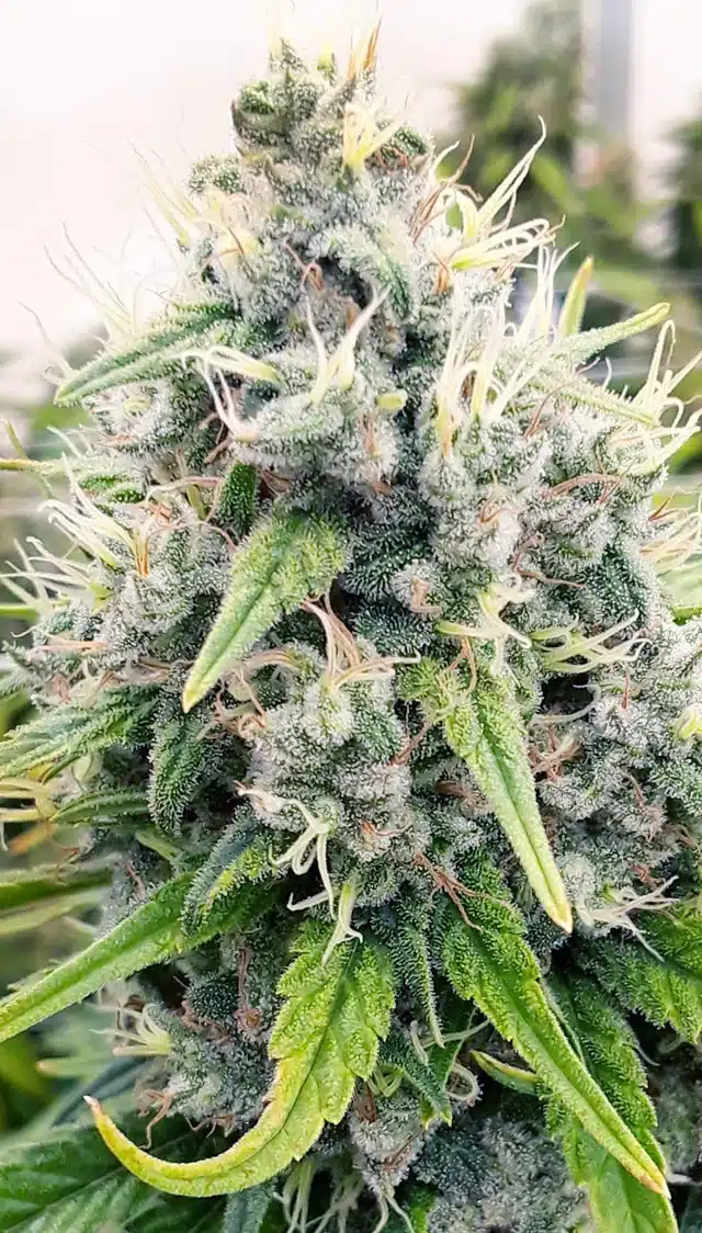 Aberdeen Autoflowering Feminized Marijuana Seeds | Aberdeen Strain | The Seed Fair