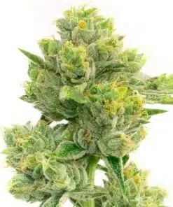 Afghan Hawaiian Autoflowering Feminized Marijuana Seeds | Afghan Strain | The Seed Fair